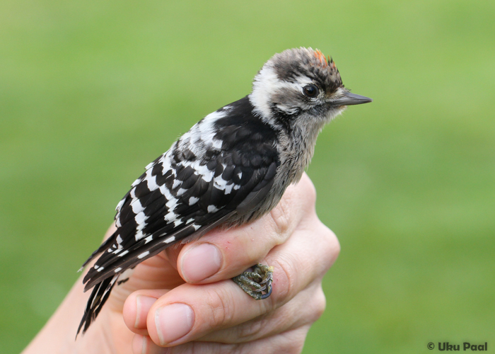 Väike-kirjurähn (Dendrocopus minor) 1a isane
Vaibla, august 2016

UP
Keywords: lesser spotted woodpecker