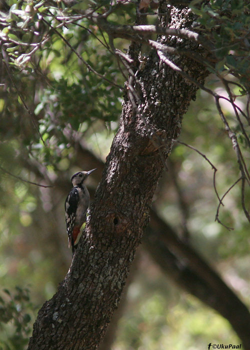 Salu-kirjurähn (Dendrocopos syriacus)
Akseki, august 2008
Keywords: syrian woodpecker