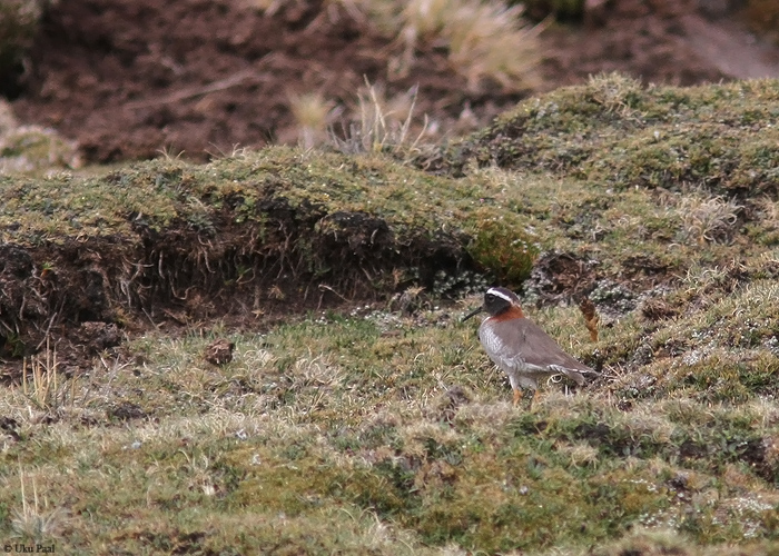 Diadeemtüll (Phegornis mitchellii)
Peruu, sügis 2014

UP
Keywords: DIADEMED PLOVER