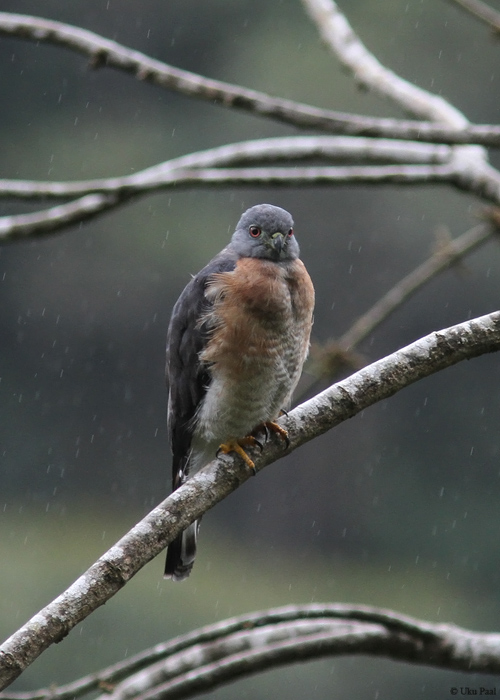Ruske-hammashaugas (Harpagus bidentatus)
Peruu, sügis 2014

UP
Keywords: DOUBLE-TOOTHED KITE