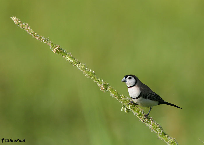 Kiritiib-amadiin (Taeniopygia bichenovii)
Lake Mitchell, Detsember 2007
Keywords: double-barred finch