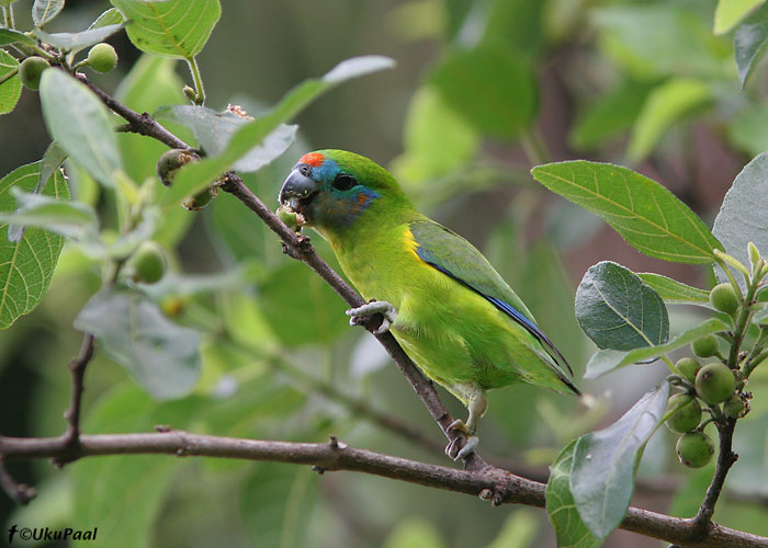 Tulipõsk-viigipapagoi (Cyclopsitta diopthalma)
Cairns, Detsember 2007
Keywords: double-eyed fig-parrot