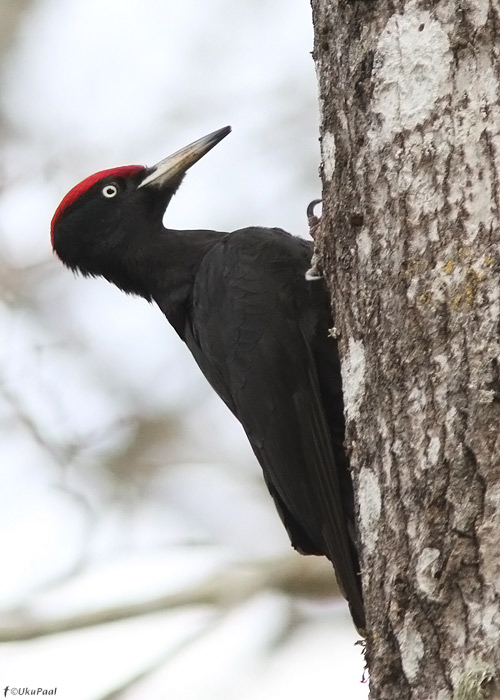 Musträhn (Dryocopus martius)
Saaremaa, aprill 2012

UP
Keywords: black woodpecker