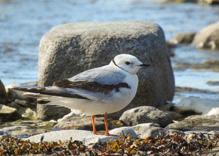 Roosakajakas (Rhodostetia rosea) 2a
Põõsaspea neem, Läänemaa, 06.08.2021. Eesti 5. vaatlus.

Uku Paal
Keywords: ross s gull