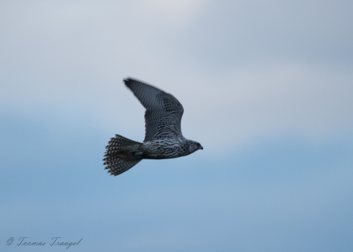 Jahipistrik (Falco rusticolus)
Türju, Saaremaa, 15.10.2020

Toomas Traagel
Keywords: gyrfalcon