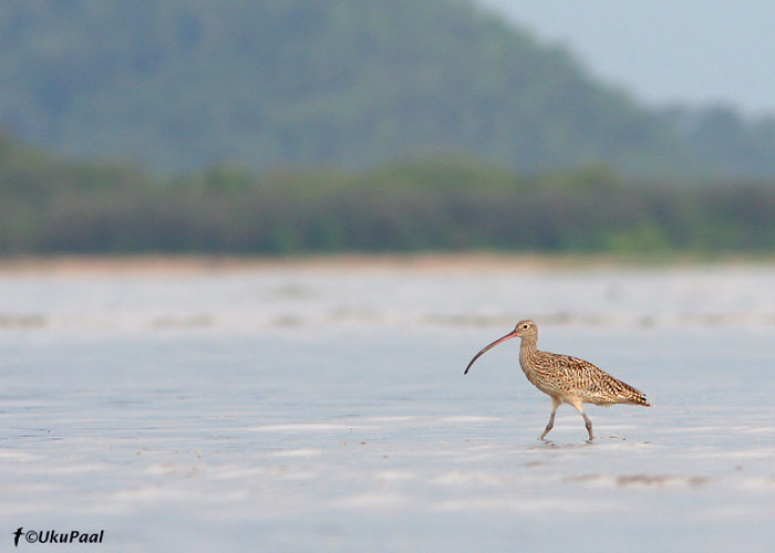 Idakoovitaja (Numenius madagascariensis)
Cairns, Detsember 2007
Keywords: eastern curlew