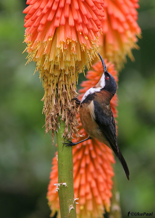 Manisk-meelind (Acanthorhynchus tenuirostris)
Bunya Mt NP, Detsember 2007
Keywords: eastern spinebill