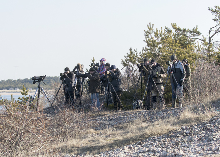 Estbirdingu kevadretk 2018
Kalana, Hiiumaa, 14.4.2018

Kauro Kuik
Keywords: birders