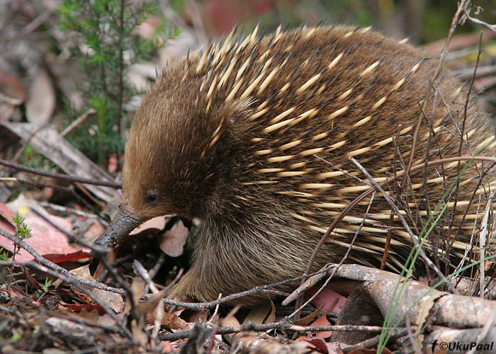 Austraalia sipelgasiil (Tachyglossus aculeatus)
Tasmaania, Detsember 2007
Keywords: echidna