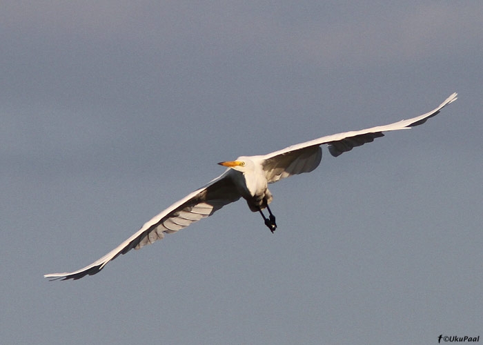 Hõbehaigur (Egretta alba)
Ilmatsalu, 14.8.2010

UP
Keywords: great white egret