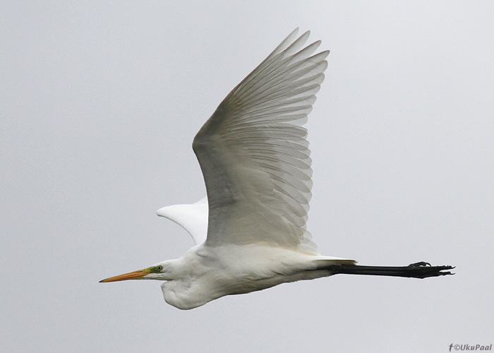 Hõbehaigur (Egretta alba)
Kihnu, september 2013

UP
Keywords: great white egret