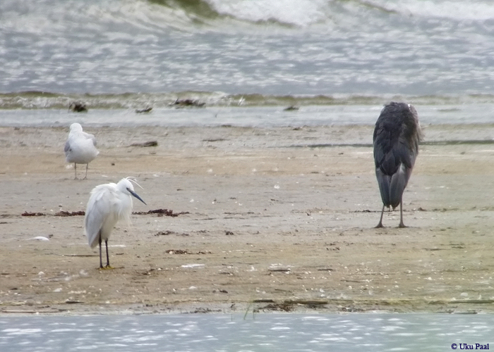 Siidhaigur (Egretta garzetta)
Vergi, Lääne-Virumaa, 5.6.2016. Eesti 5. vaatlus. 5th record for Estonia.

UP
Keywords: little egret