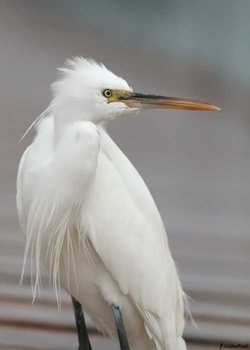 Rand-siidhaigur (Egretta gularis)
Egiptus, jaanuar 2010
Keywords: reef egret