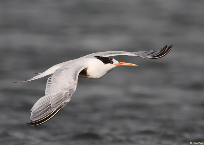 Kalifornia tiir (Sterna elegans)
Peruu, sügis 2014

UP
Keywords: ELEGANT TERN