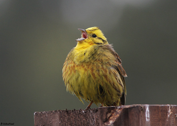 Talvike (Emberiza citrinella)
Hiiumaa, mai 2011

UP
Keywords: yellowhammer