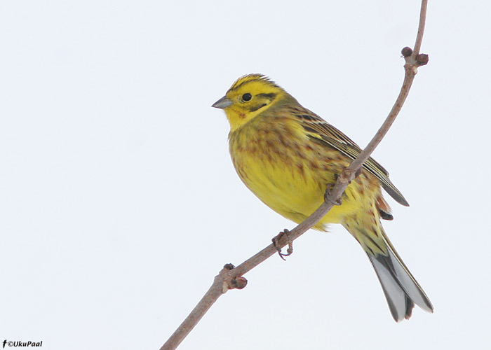 Talvike (Emberiza citrinella)
Rahinge, Tartumaa, märts 2010

UP
Keywords: Yellowhammer