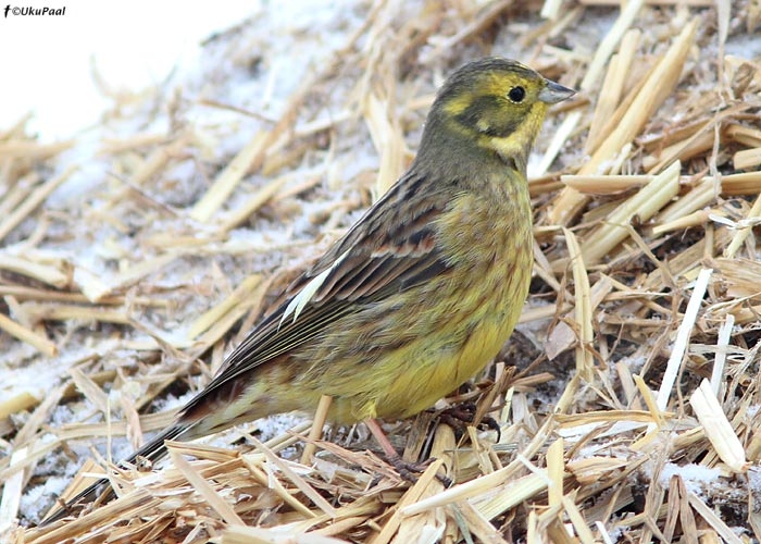 Leukismiga talvike (Emberiza citrinella)
Tartumaa, 7.1.2011. Sellel isendil on kaks parempoolset tiiva kattesulge valged, teravatipulised ja teistest suurtest tiiva kattesulgedest pikemad.

UP
Keywords: yellowhammer