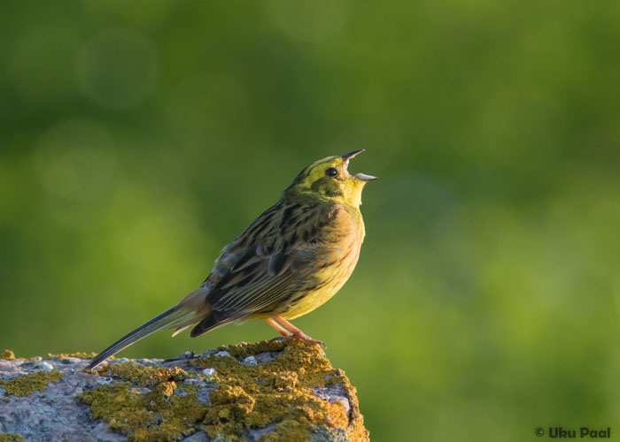 Talvike (Emberiza citrinella) isane
Hanikatsi, mai 2016

UP
Keywords: yellowhammer