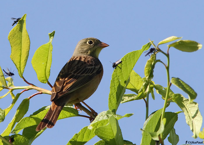 Põldtsiitsitaja (Emberiza hortulana)
Läänemaa, mai 2010
Keywords: ortolan bunting