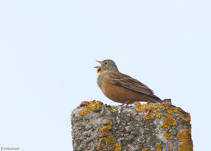 Põldtsiitsitaja (Emberiza hortulana)
Pärnumaa, mai 2013

UP
Keywords: ortolan bunting