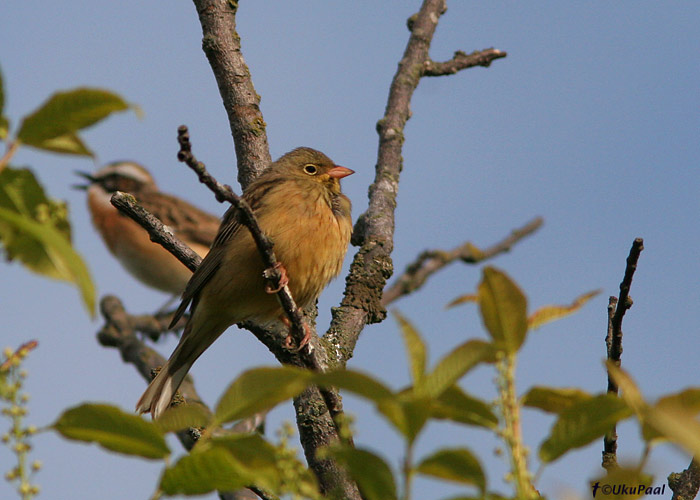 Põldtsiitsitaja (Emberiza hortulana)
Spithami, Läänemaa, 16.5.2008

UP
Keywords: ortolan bunting