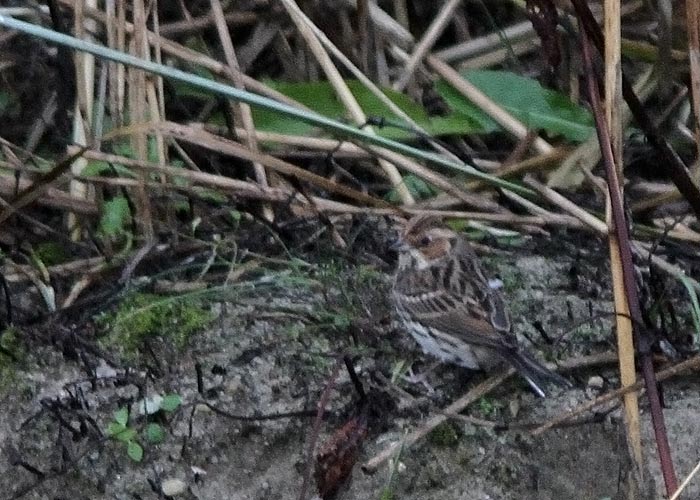 Väiketsiitsitaja (Emberiza pusilla)
Dirhami, Läänemaa, 2.11.2012. Eesti 9. vaatlus. 9th for Estonia.

UP
Keywords: little bunting