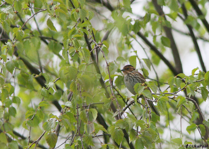 Väiketsiitsitaja (Emberiza pusilla) pesitsusbiotoobis
Kuusamo, Soome, 15.6.2008
Keywords: little bunting