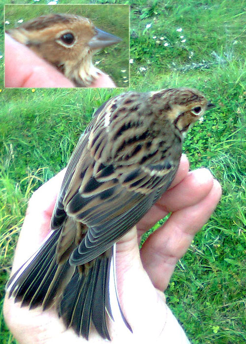 Väiketsiitsitaja (Emberiza pusilla)
Sõrve linnujaam, Saaremaa 17.9.2011. Eesti 8. vaatlus.

Jouni Saario
Keywords: little bunting