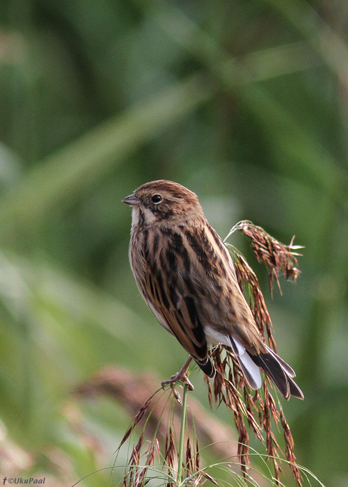 Rootsiitsitaja (Emberiza schoeniclus)
Tartumaa, august 2013

UP
Keywords: reed bunting