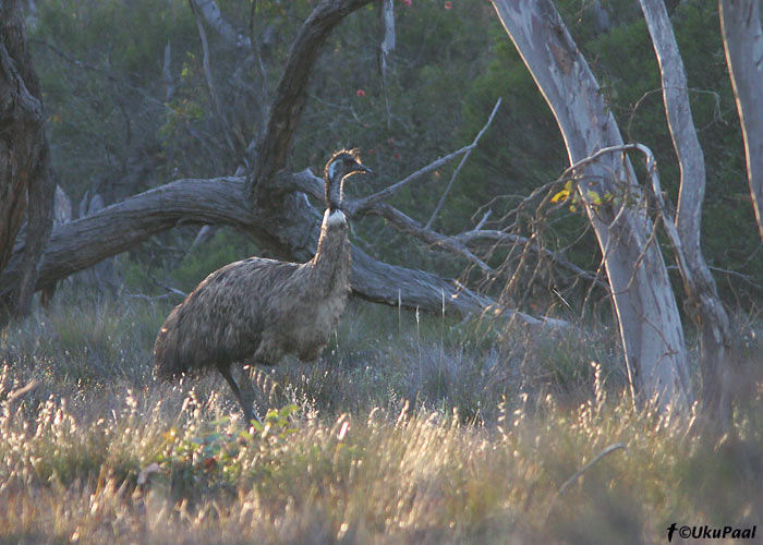 Emu (Dromaius novaehollandiae)
Little Desert NP, Detsember 2007
