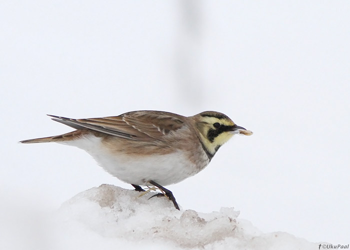 Sarviklõoke (Eremophila alpestris)
Huuksi, Järvamaa, 14.2.2013

UP
Keywords: shore lark