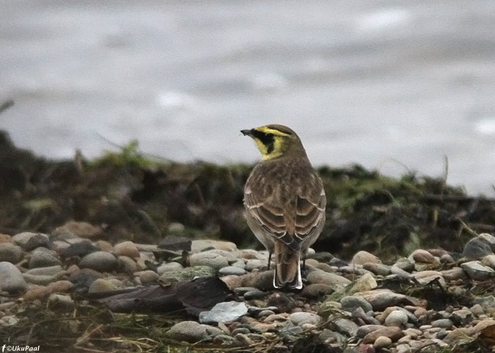 Sarviklõoke (Eremophila alpestris)
Laoküla, Harjumaa, 21.10.2012

UP
Keywords: shore lark