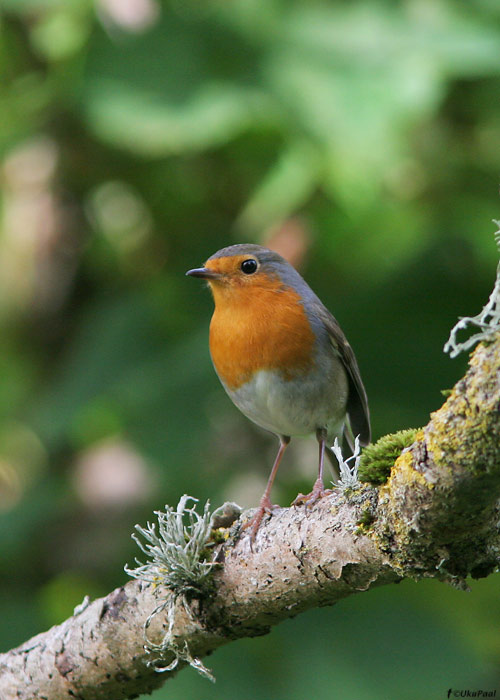 Punarind (Erithacus rubecula)
Saaremaa, september 2009

UP
Keywords: robin