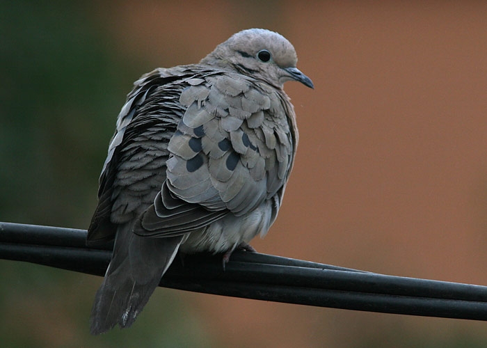 Eared Dove (Zenaida auriculata)
Eared Dove (Zenaida auriculata)

RM
