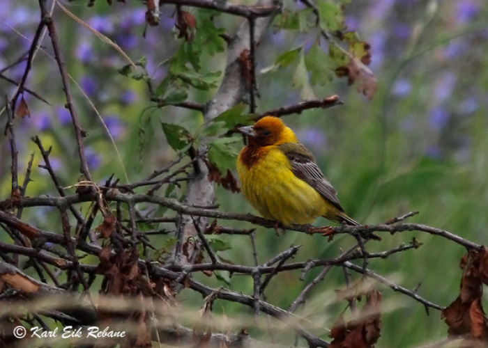 Punapea-tsiitsitaja (Emberiza bruniceps)
Sõrve säär, Saaremaa, 8.7.2012. Eesti esimene. First for Estonia.

Karl-Eik Rebane
Keywords: red-headed bunting