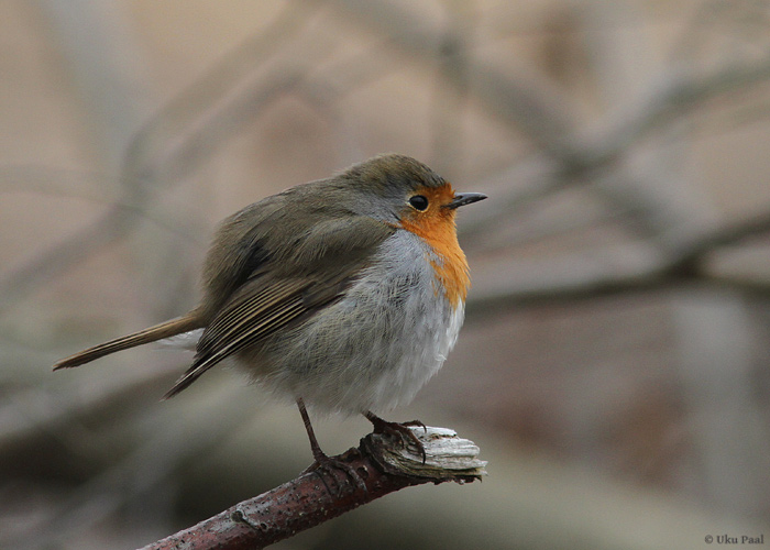 Punarind (Erithacus rubecula)
Läänemaa, aprill 2014

UP
Keywords: robin