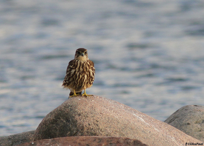 Väikepistrik (Falco columbarius)
Kihnu, september 2013

UP
Keywords: merlin