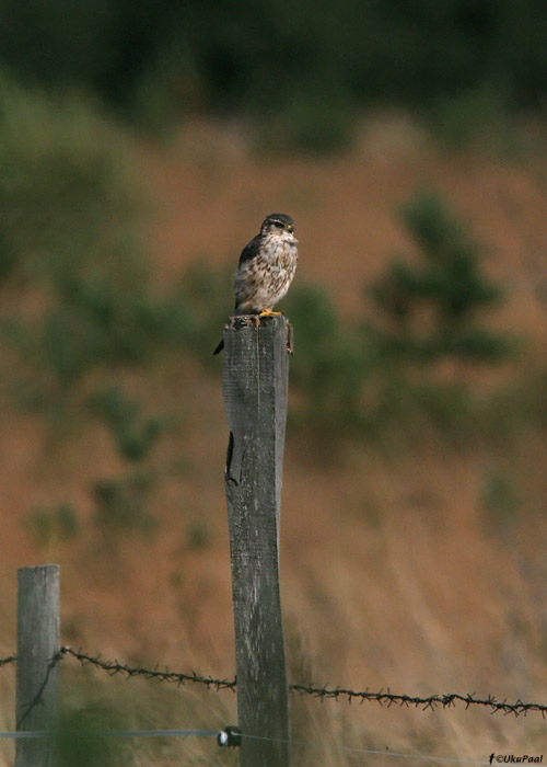 Väikepistrik (Falco columbarius)
Kudani, Läänemaa, 5.9.2009

UP
Keywords: merlin