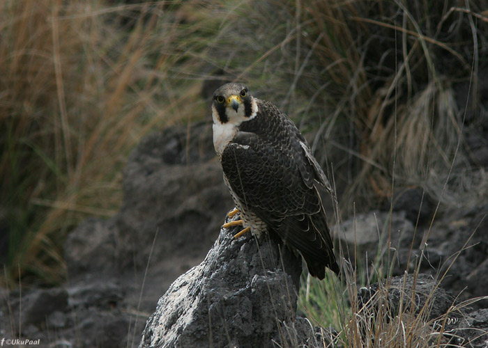 Kõrbepistrik (Falco pelegrinoides)
Los Gigantes, Tenerife, märts 2009

UP
Keywords: barbary falcon