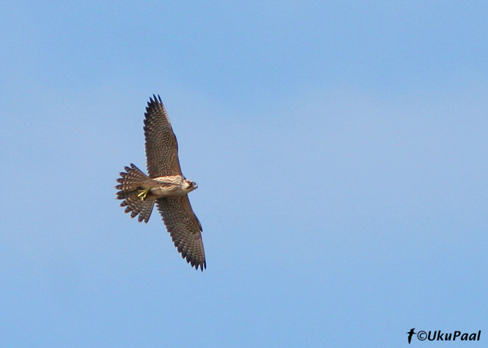 Rabapistrik (Falco peregrinus)
Harilaid, Saaremaa, 10.10.2006
Keywords: peregrine