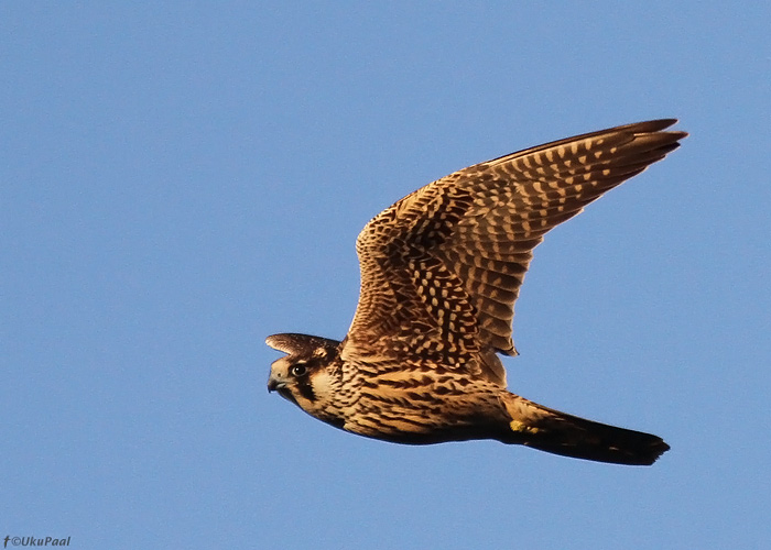 Rabapistrik (Falco peregrinus)
Ilmatsalu, Tartumaa, 26.9.2013

UP
Keywords: peregrine