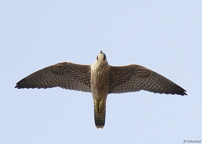 Rabapistrik (Falco peregrinus) 1a
Pitkänä, Kihnu, 10.9.2013

UP
Keywords: peregrine