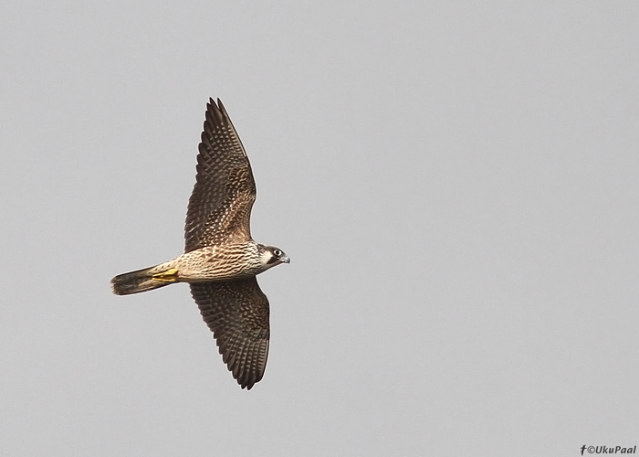 Rabapistrik (Falco peregrinus)
Kihnu, september 2013

UP
Keywords: peregrine