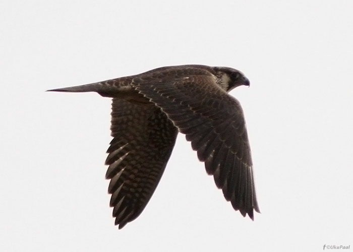 Rabapistrik (Falco peregrinus)
26.9.2012, Mehikoorma, Tartumaa

UP
Keywords: peregrine