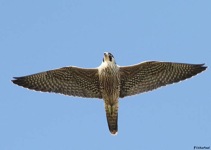 Rabapistrik (Falco peregrinus)
Osmussaar, Läänemaa, 8.10.2011

UP
Keywords: peregrine