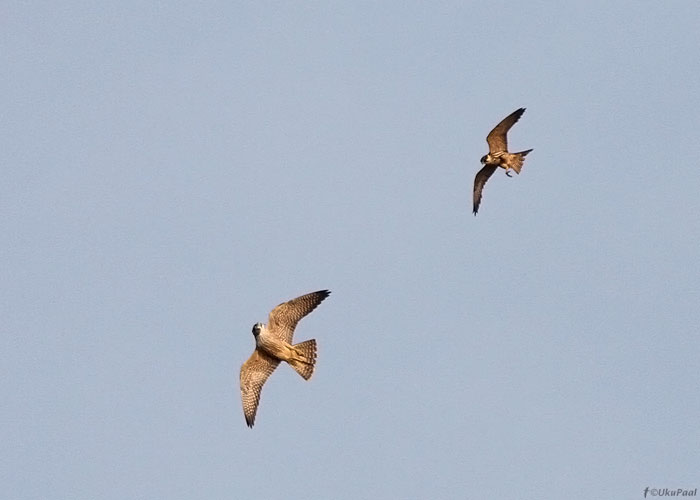 Rabapistrik (Falco peregrinus) ja lõopistrik (Falco subbuteo)
Mehikoorma, Tartumaa, 19.9.2012

UP
Keywords: peregrine hobby