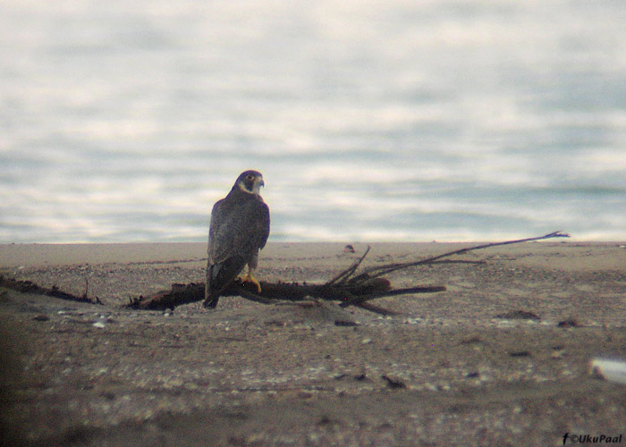 Rabapistrik (Falco peregrinus)
Göksu delta, august 2008
Keywords: peregrine