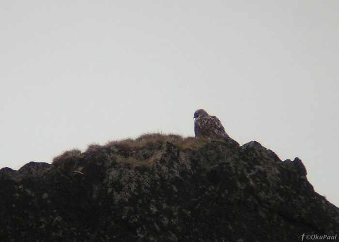 Jahipistrik (Falco rusticolus)
Vardo, Norra, juuni 2008. Vihmases ilmas sulgi puhastav isend. Teoreetiliselt peaks liigi leidmine Varangeri fjordi piirkonnas lihtne, endal õnnestus siiski näha vaid üks isend ja seegi suure töö tulemusel. Digiscoping.
Keywords: gyrfalcon