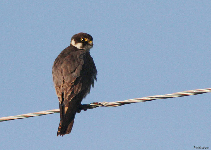 Lõopistrik (Falco subbuteo)
Tartumaa, august 2012

UP
Keywords: hobby