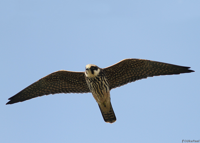 Lõopistrik (Falco subbuteo) 1a
Kihnu, september 2013

UP
Keywords: hobby